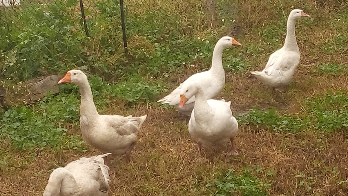 Наши гуси.