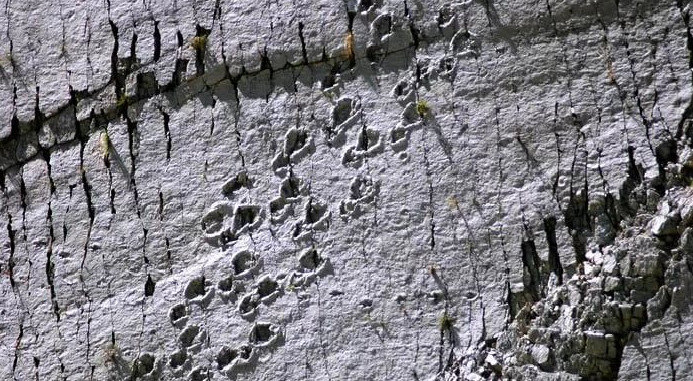 Стена динозавров