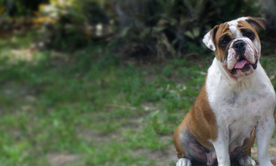 Шерсть короткая, гладкая, уход за ней, не составит особого труда.