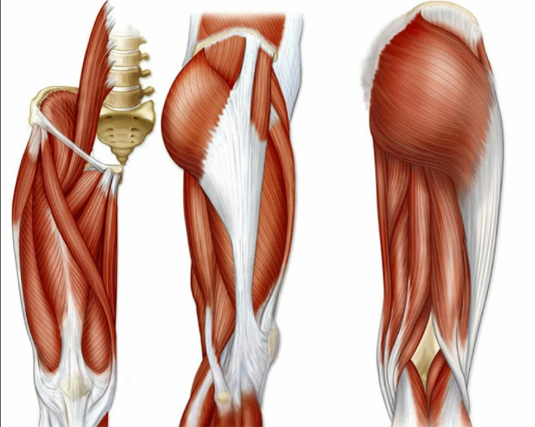 Adductor Magnus gracilis