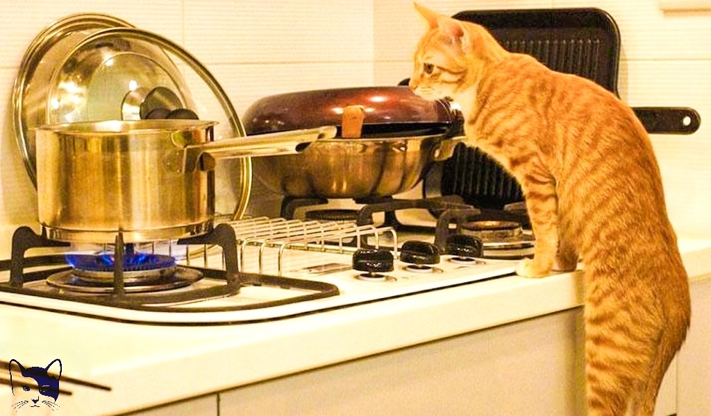 Источник изображения: Яндекс Картинки