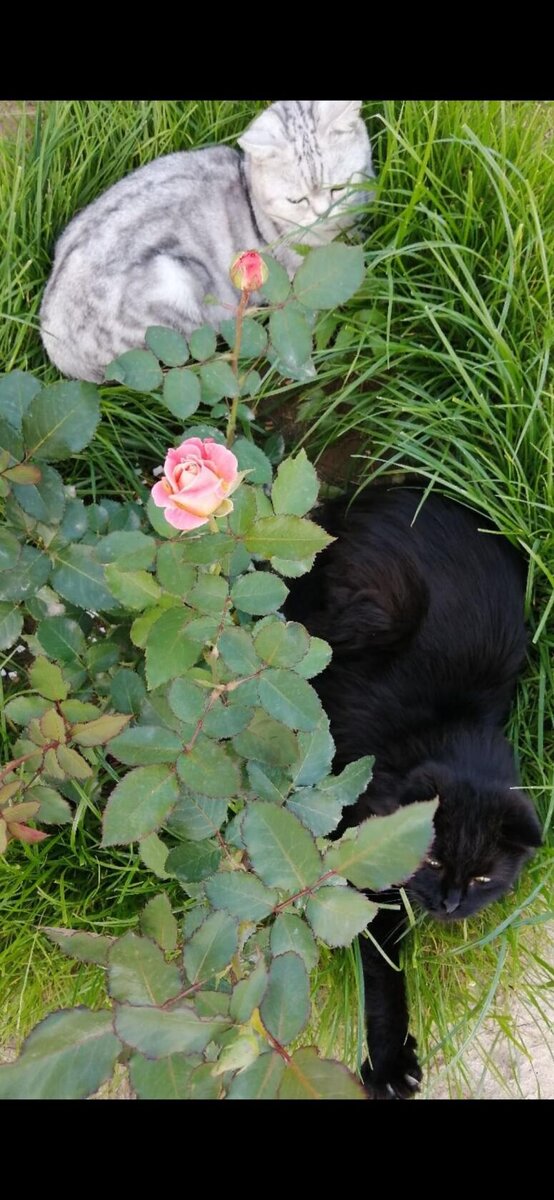Кокс и Мила очень полюбили эту розу )         лето 2020 г.