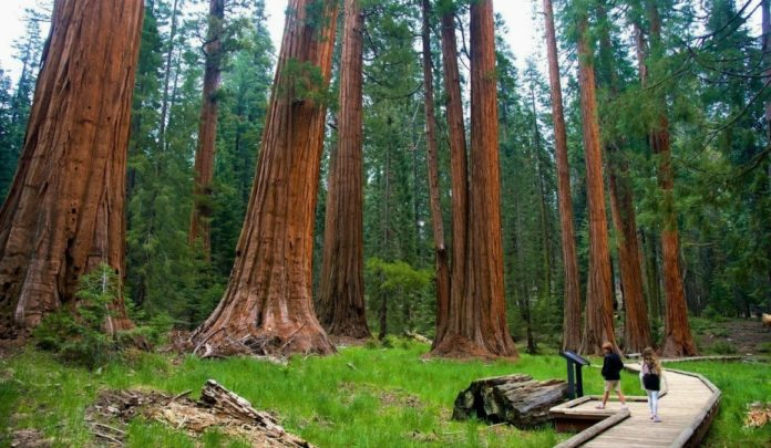 Секвойи – самые высокие деревья