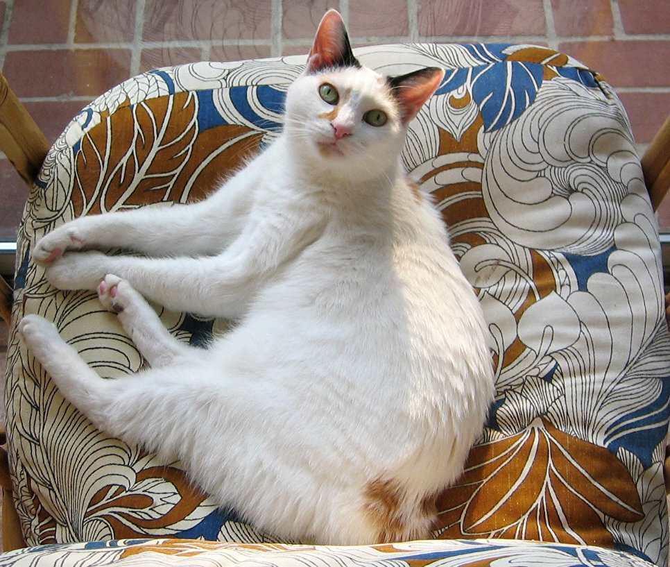 Японский бобтейл