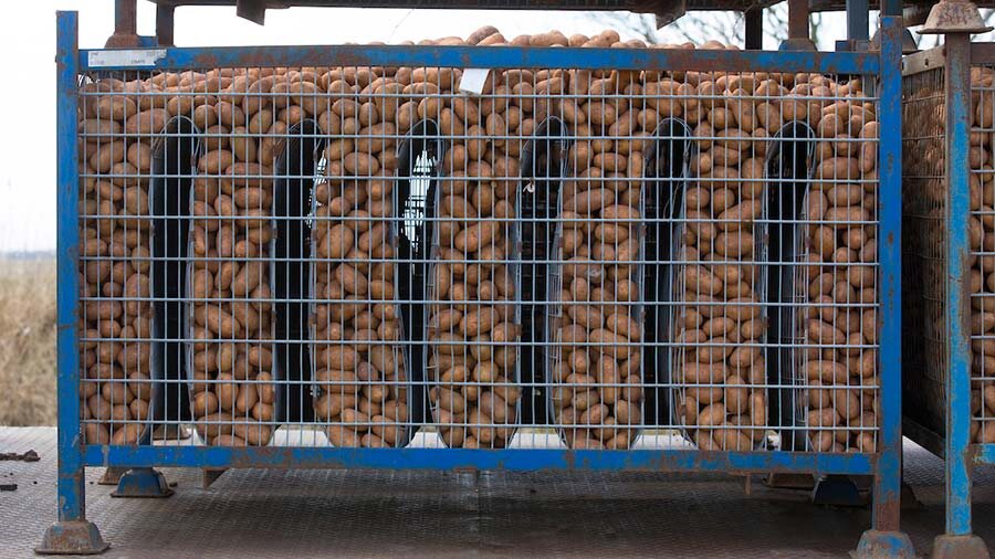 влияет на планы производителей семенного картофеля