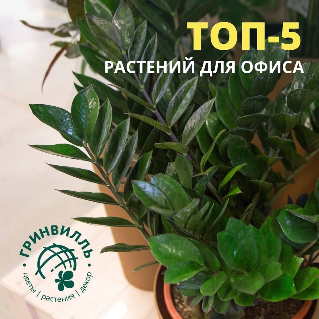 ТОП-5 растений для офиса: замиокулькас🌿 | Гринвилль | Дзен