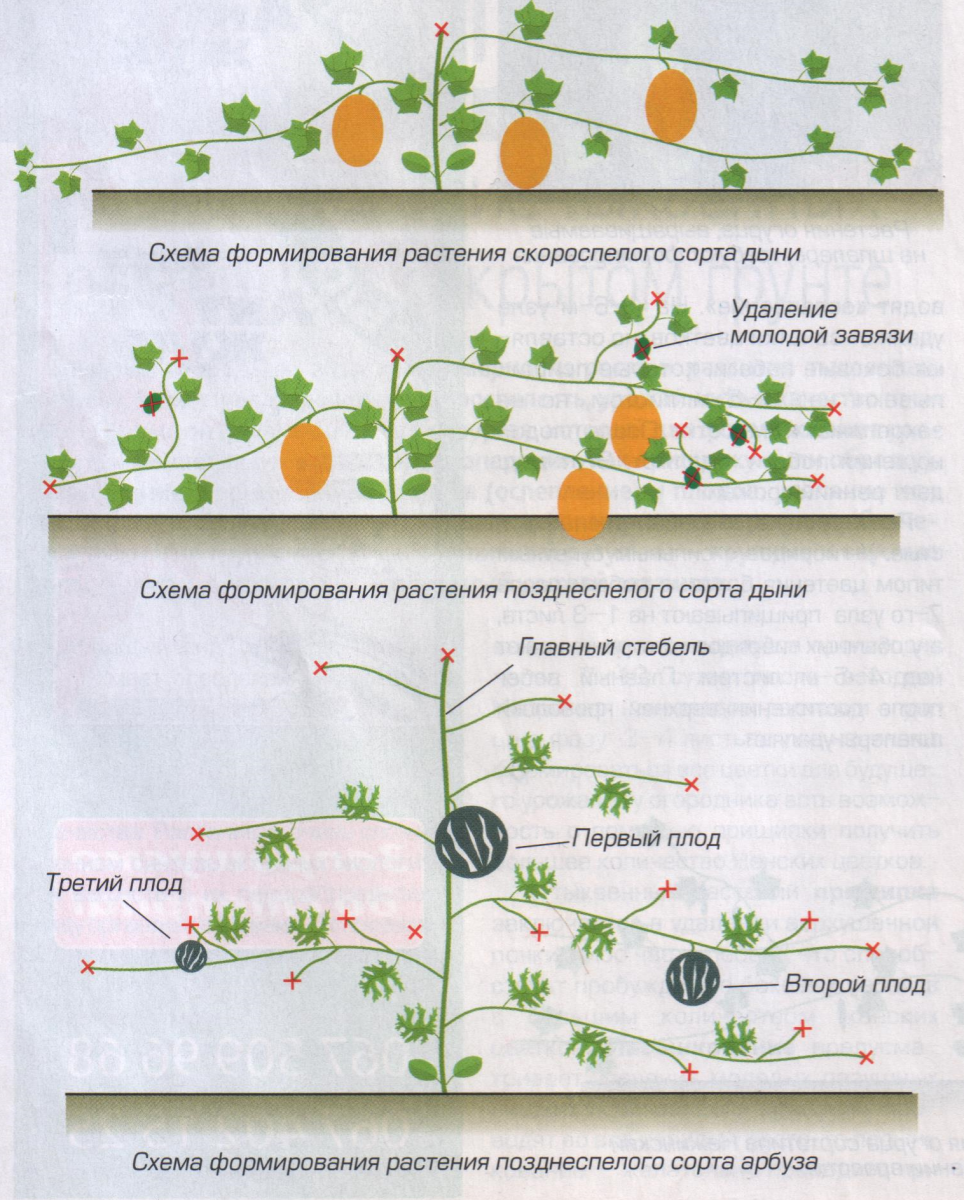 Как обрезать арбузы