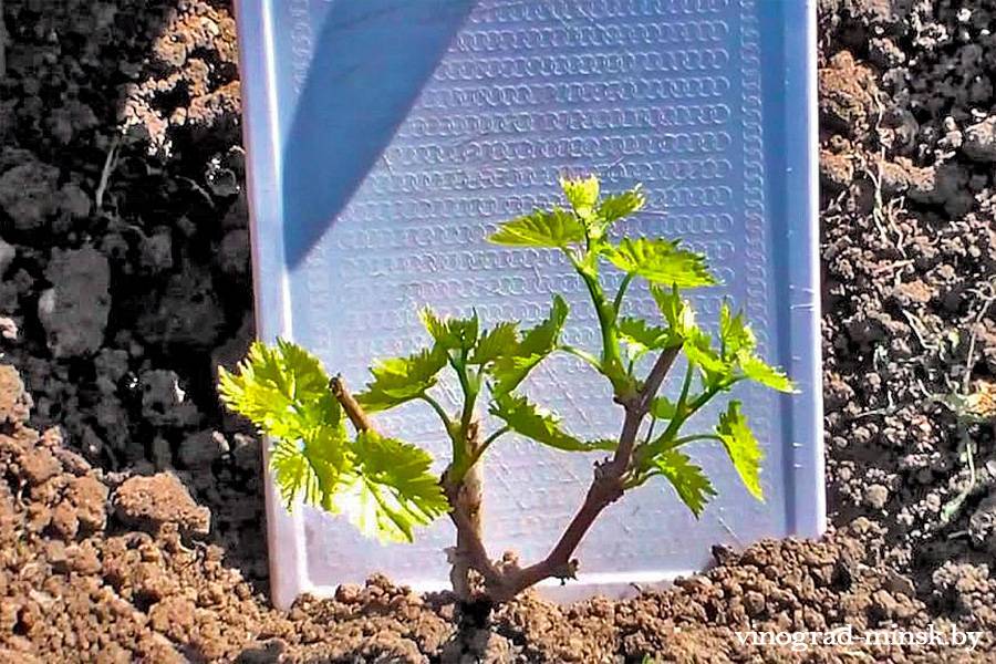 KАK УХАЖИBАТЬ ЗА BИНОГРАДОM ВО ВТОРОЙ И ПОCЛЕДУЮЩИЕ ГОДЫ1