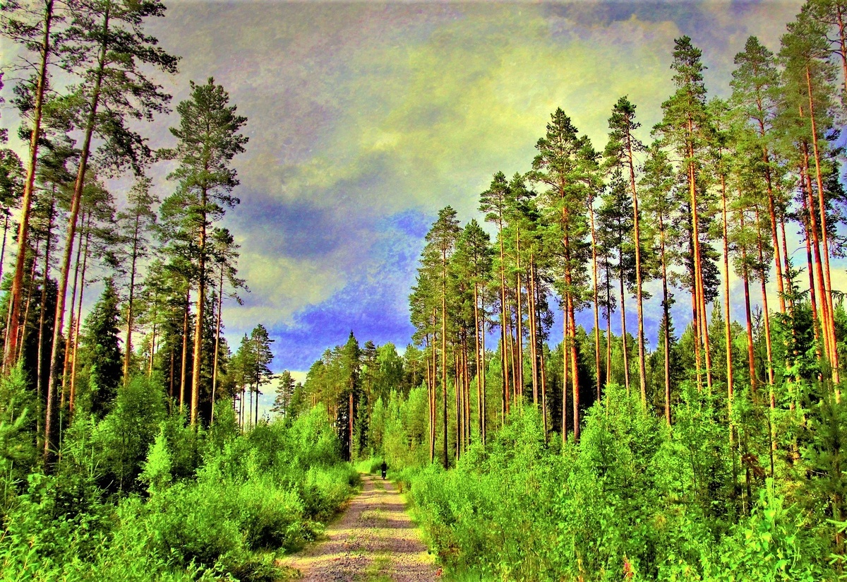 artfile.ru Картинка взята с сайта, но у нас есть точно такая же просека