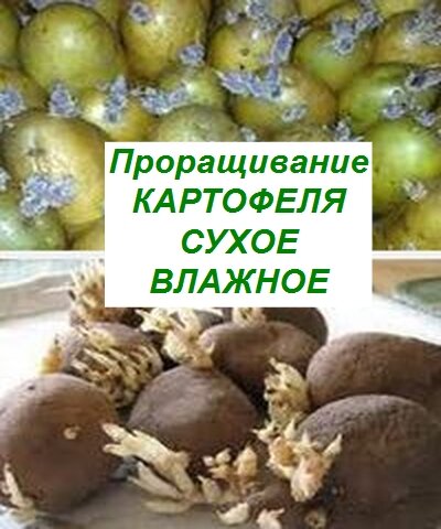  способы проращивания картофеля