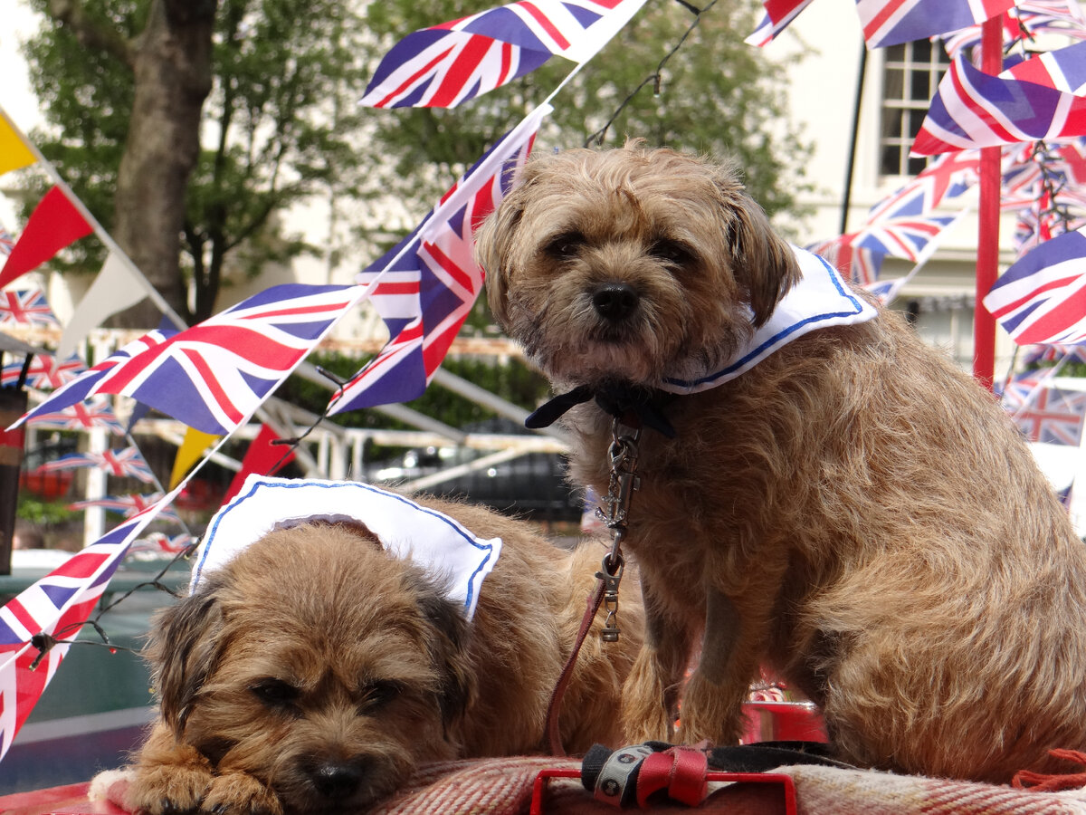 Собаки, живущие на одной из лодок