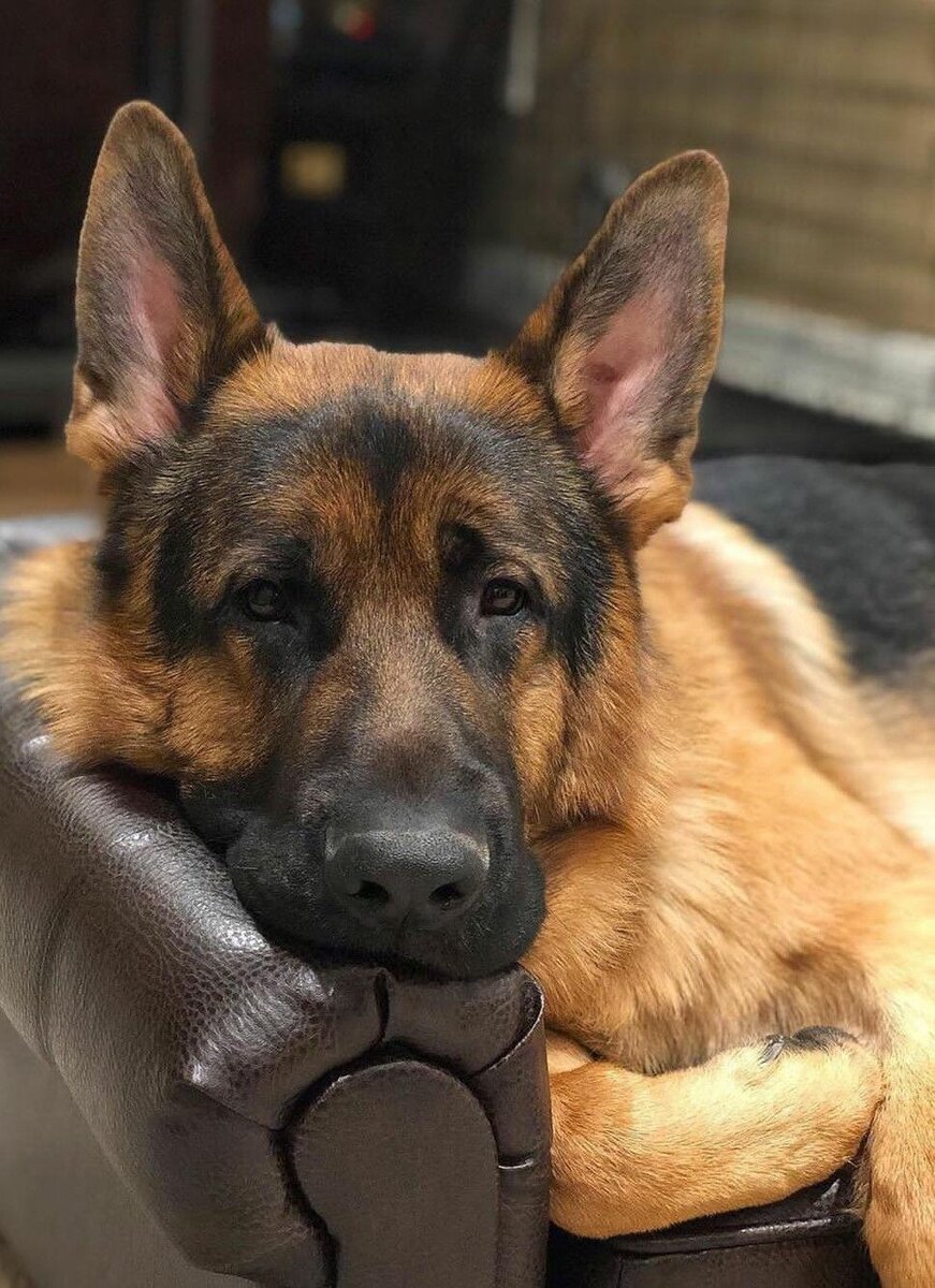 Источник-https://www.pinterest.ru/pin/17944098506418497/

 Все чаще читаю такие ,непонятные мне ,требования в соцсетях и в странных петициях. 
А еще мне интересны такие статьи и опросы  в новостных лентах.  Кто такие эти общественники ,никогда не называется... А вот можно их пофамильно перечислять ? Какое  конкретно отношение они имеют к кинологии ?   Какое право они имеют что-то требовать и  диктовать ?  Мы же не лезем в области , в которых некомпетентны.  Может просто следует  строго соблюдать правила содержания животных ?  
Никто же не спрашивает у нас разрешения ,когда соседям  и  во сколько  отмечать  дни рождения  или когда завести  очередного ребенка?   Когда ремонт делать , и во сколько можно начать утром шуметь? 
   А еще иногда я думаю, сколько же свободного времени  у так называемых " общественников" ?  Они вечно   кляузничают  , куда-то жалуются .  Хотят ,чтобы мир был устроен только по их видению .  Только так и не иначе.  Никогда такого ,увы не будет.    
Люди!   Давайте уважать друг друга!  Те, кто любит животных. ,Те ,кто равнодушен и не любит их.  Давайте жить дружно ! 