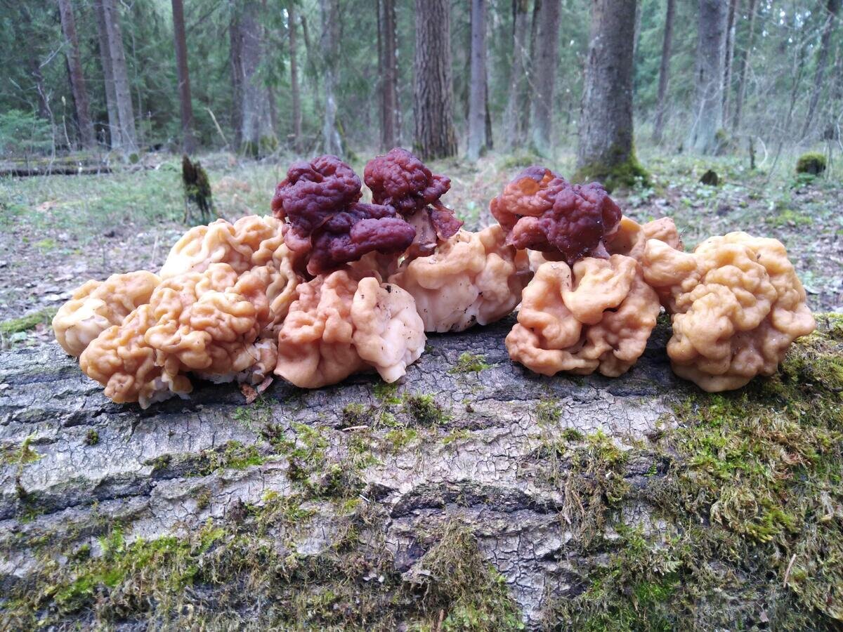 Цветные брянские строчки (фото пользователя Бирюк)