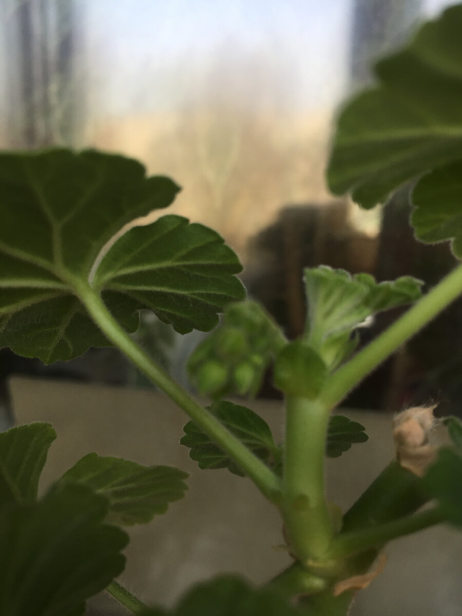 Бутончики вполне уже сформировались. Ждем