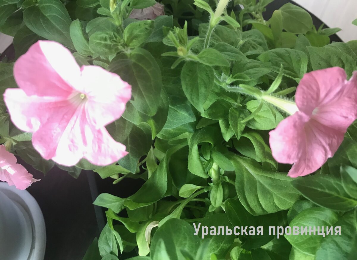 А эту петунию я выращиваю из своих семян