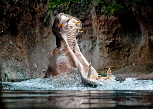 Красноречивая улыбка. Взято из интернета