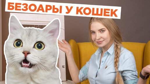 Безоары у кошек