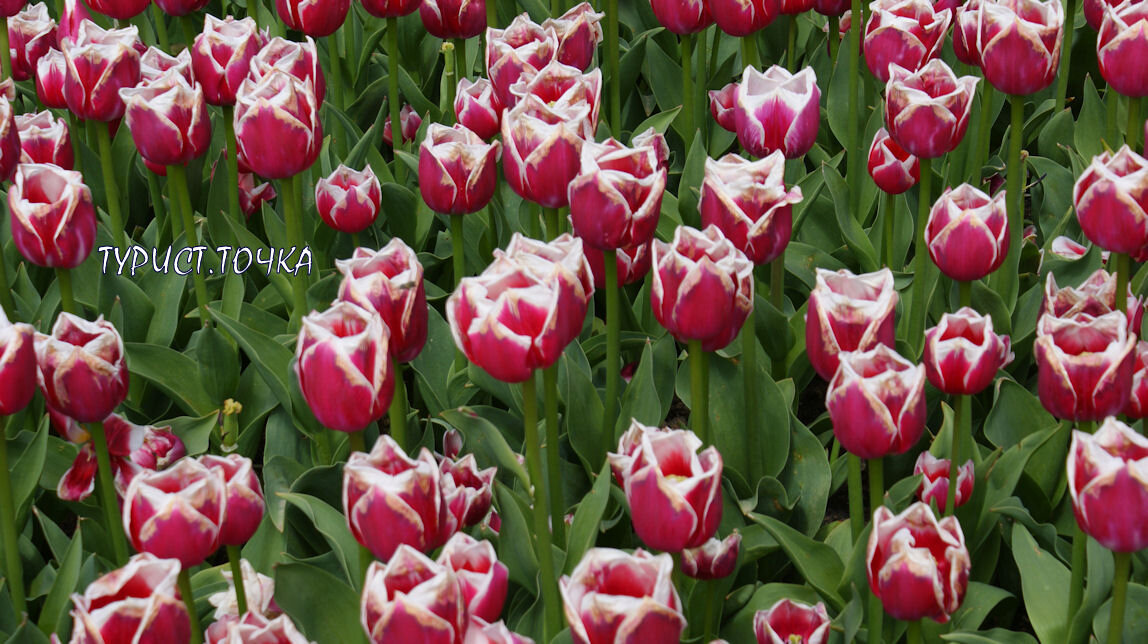 Сорт Dutch Design