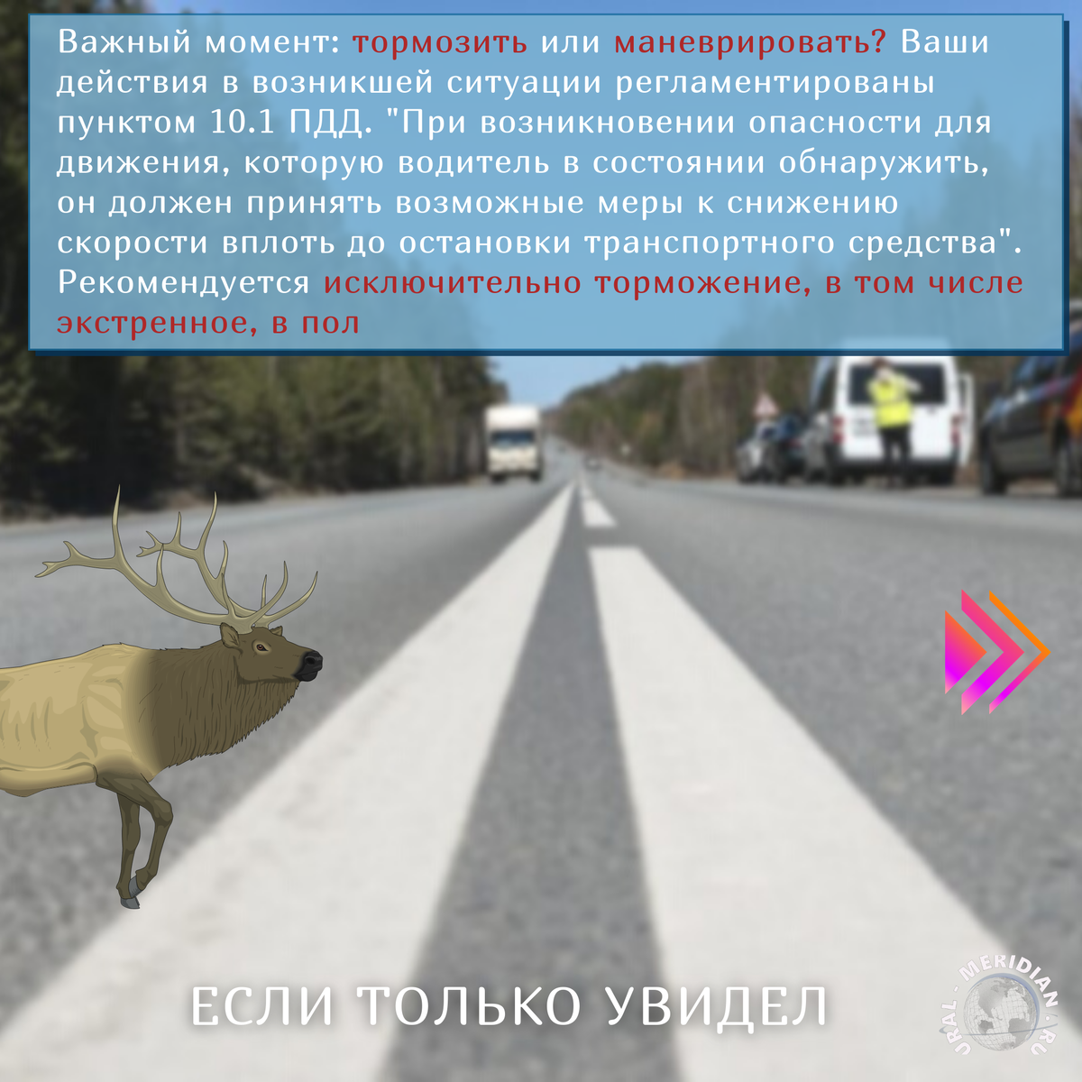 Авария с лосем или оленем: как поступить и что делать?