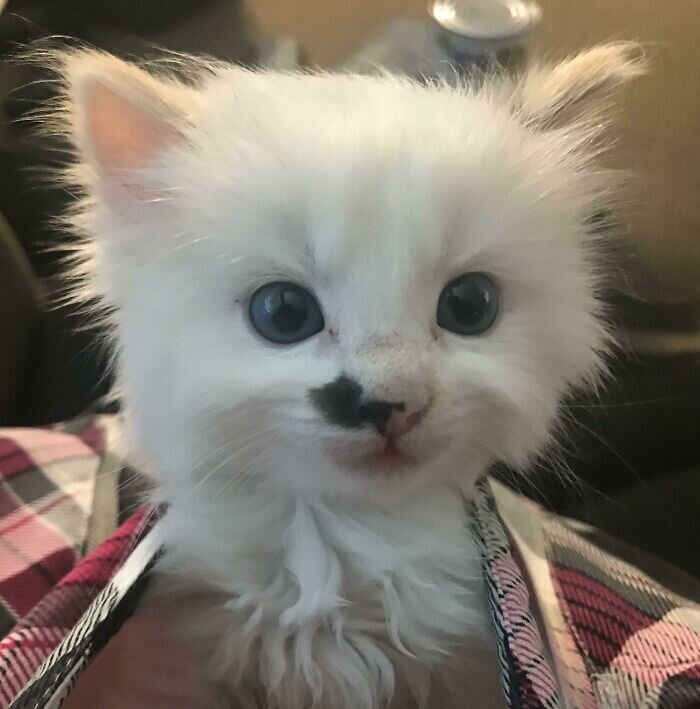Источник: https://www.reddit.com/r/MadeMeSmile/comments/g6tska/lost_my_husband_suddenly_6_months_ago_lost_my_cat/