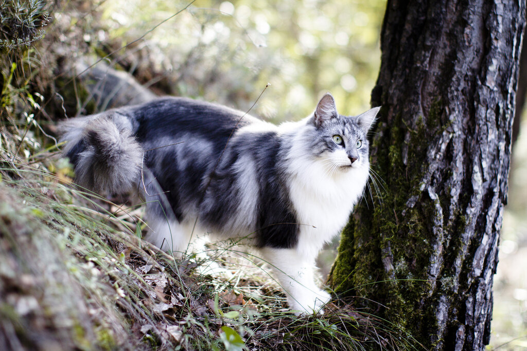 https://usatik.ru/porody-koshek/norvezhskaya-lesnaya-koshka