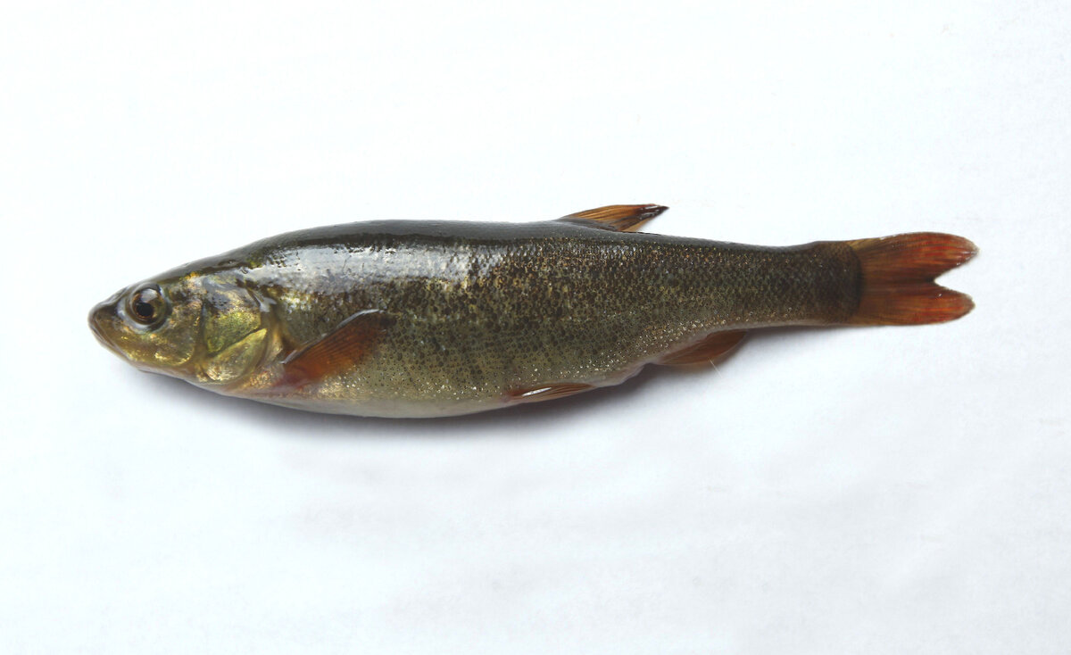 Гольян озерный