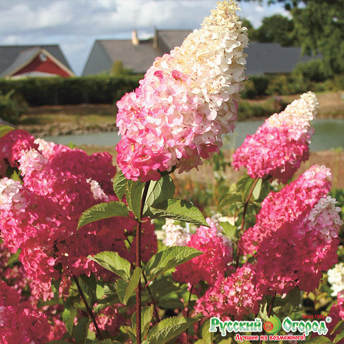 Картинка с сайта магазина Русский огород