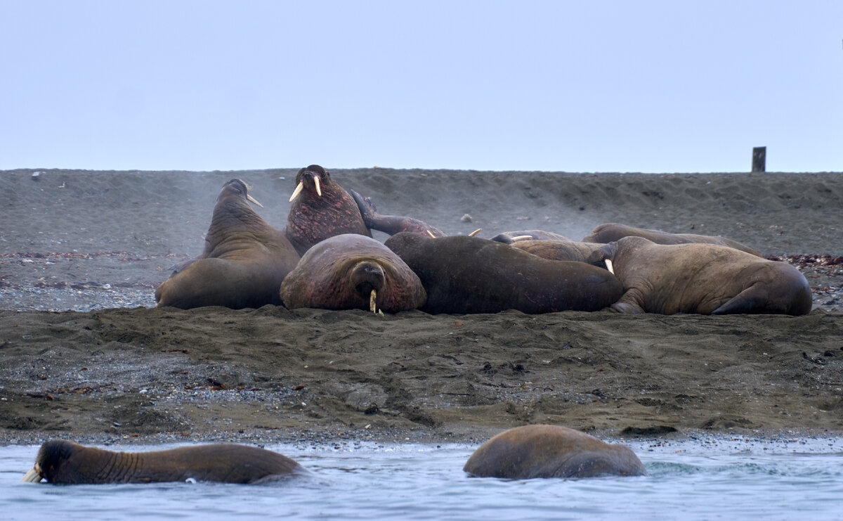 Моржи, отдыхающие на суше.