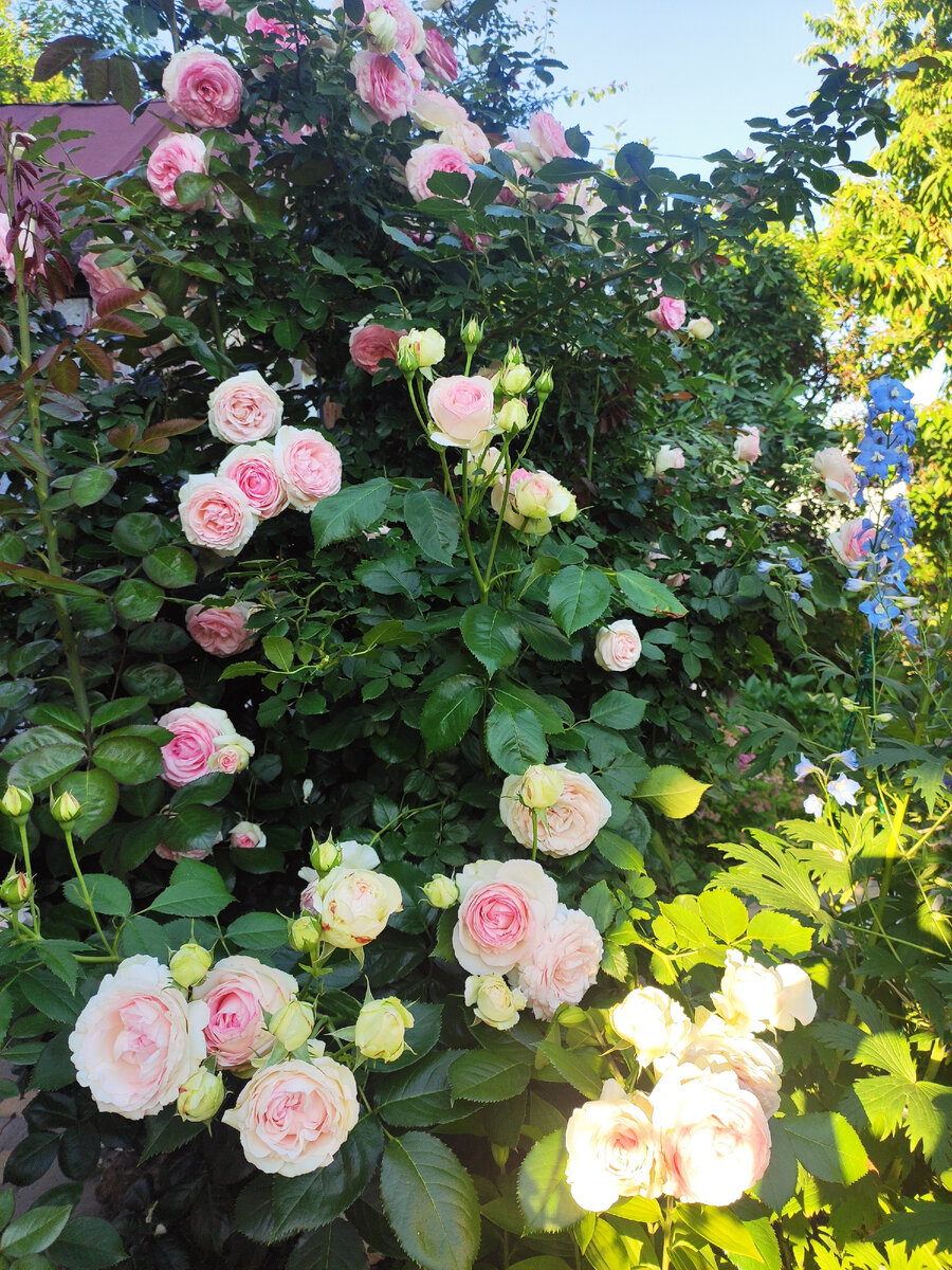 Моей розе третье лето