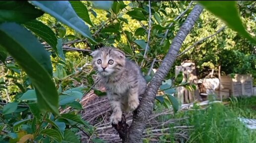 Котёнок научился ловко лазать по деревьям