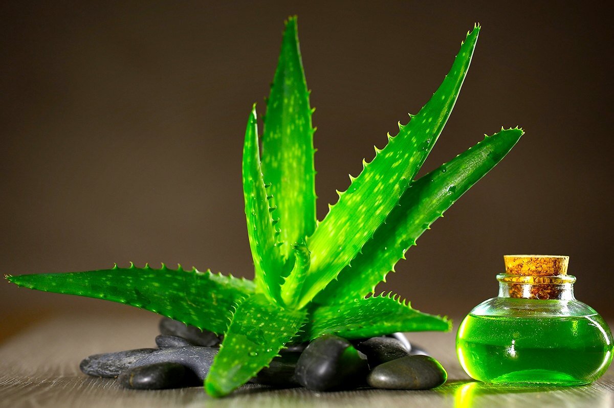     Лечебные свойства алоэ: залог красоты и здоровья