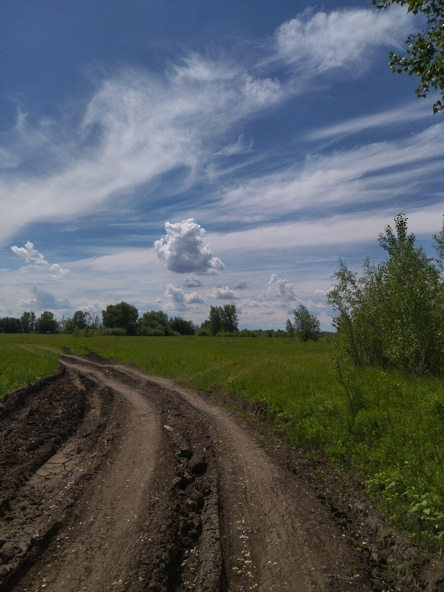 Фото автора. Красоты наши. Дорога на выезде из дачного поселка, около озера. Здесь еще много деревьев.