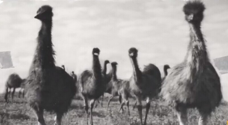    Видео: 8 животных, у которых появились сверхспособности, чтобы выжить