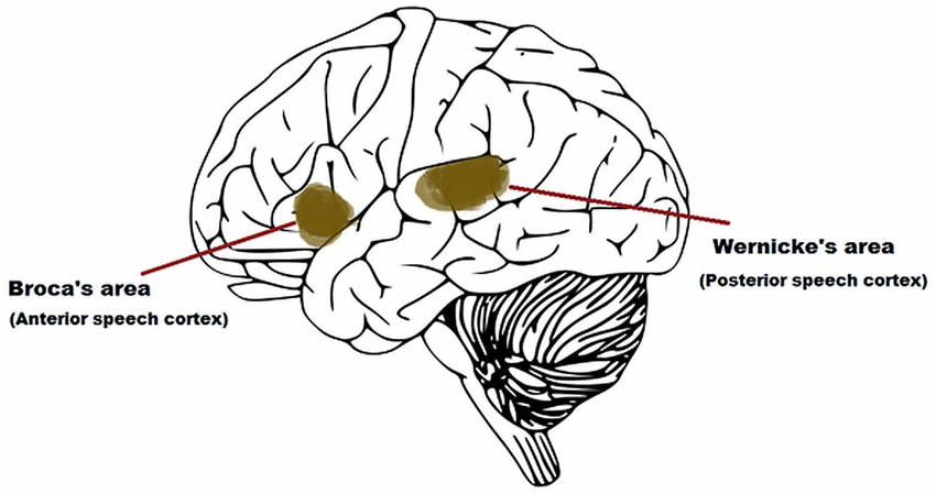 Зоны Брока (слева) и Вернике (справа)