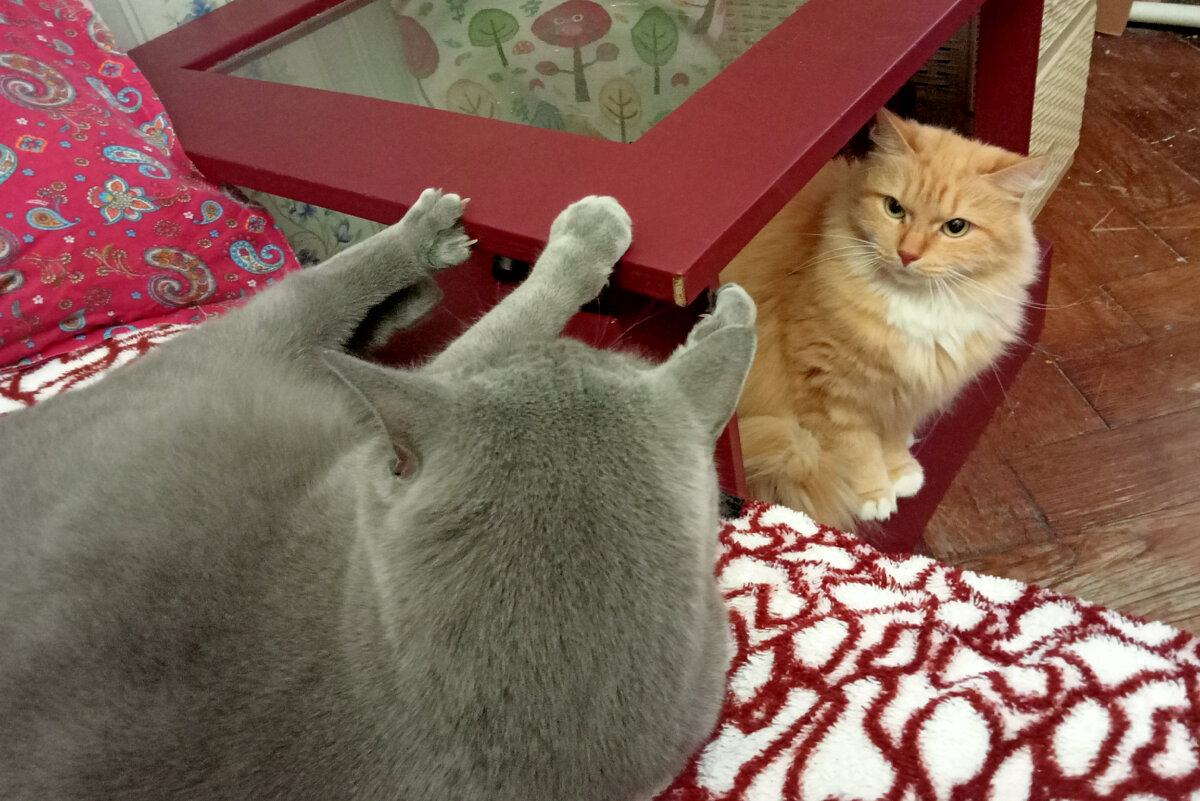 Это моя мебель! (Шаня). Фото автора