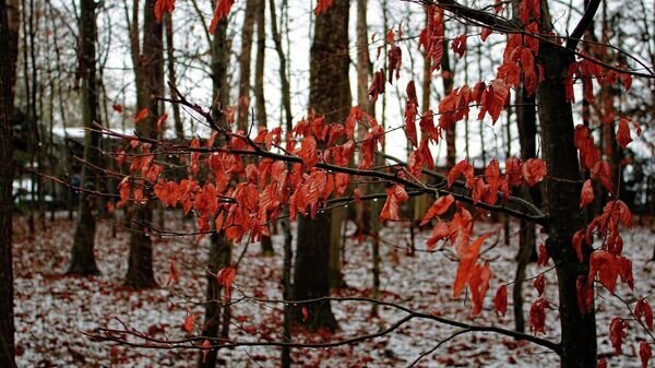   © Photo : Pixabay / yvonneschmu