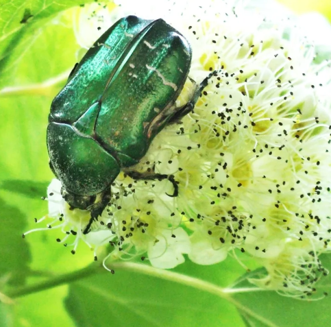 Бронзовка золотистая