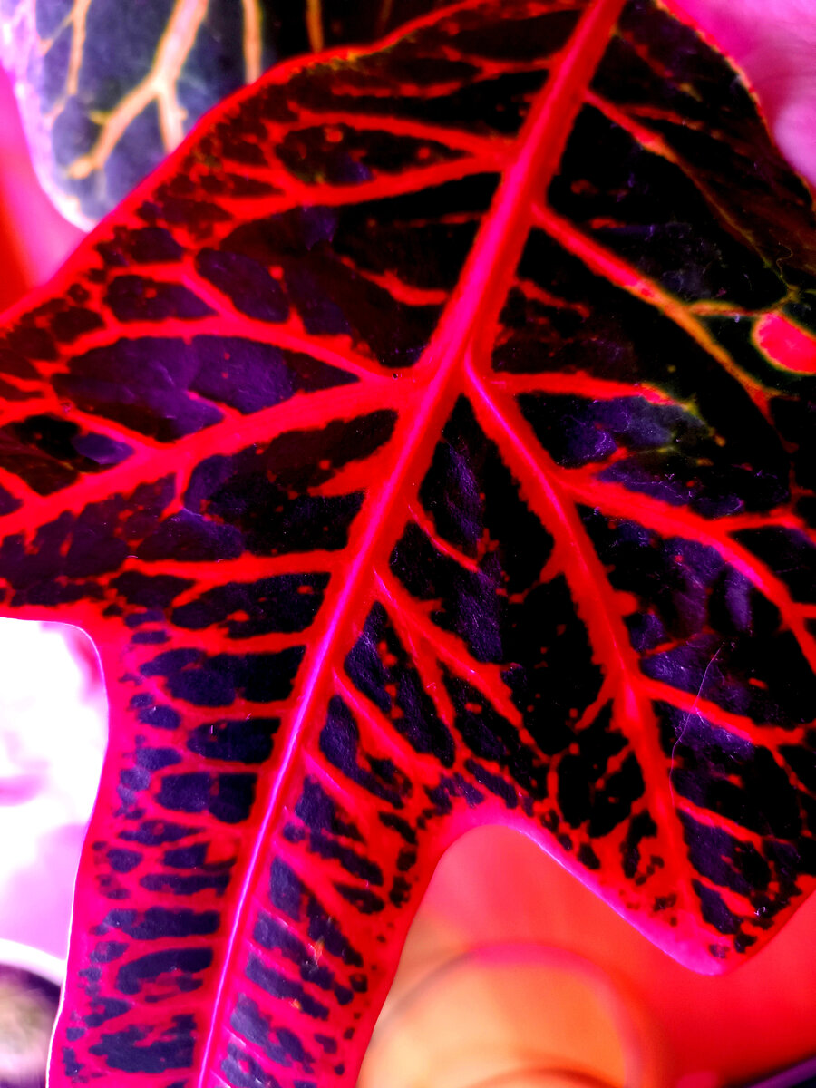 "Яркий лист кротона"