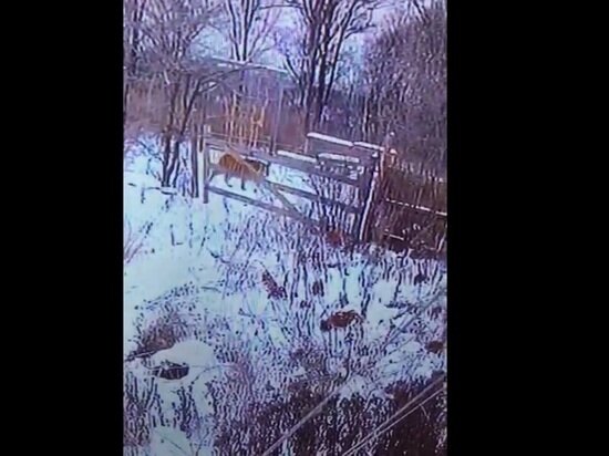     Охотоведы рассказали о заблудившемся тигре в Хабаровском крае. Фото: социальные сети