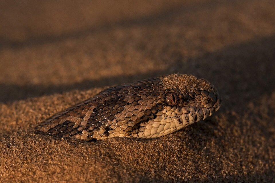 Голова змеи может укусить врага, даже спустя 10-12 часов после потери целостности