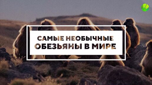 Самые необычные обезьяны в мире!