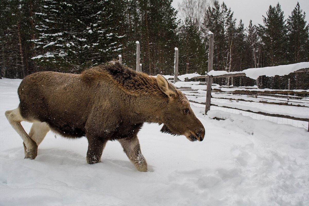 Иллюстрация из путеводителя "33 маршрута выходного дня. Юг", фото: Ирина Подлеснова
