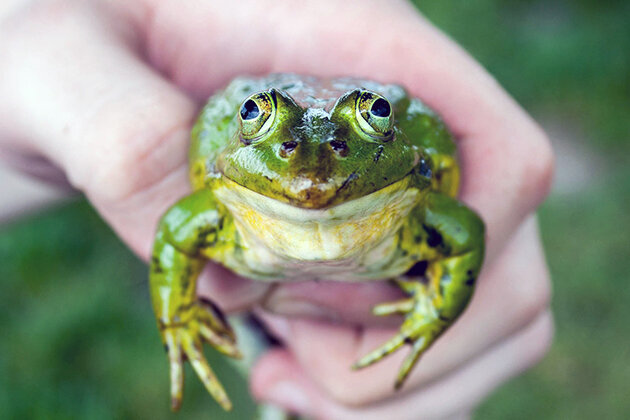 Из свободного доступа в Интеренете.