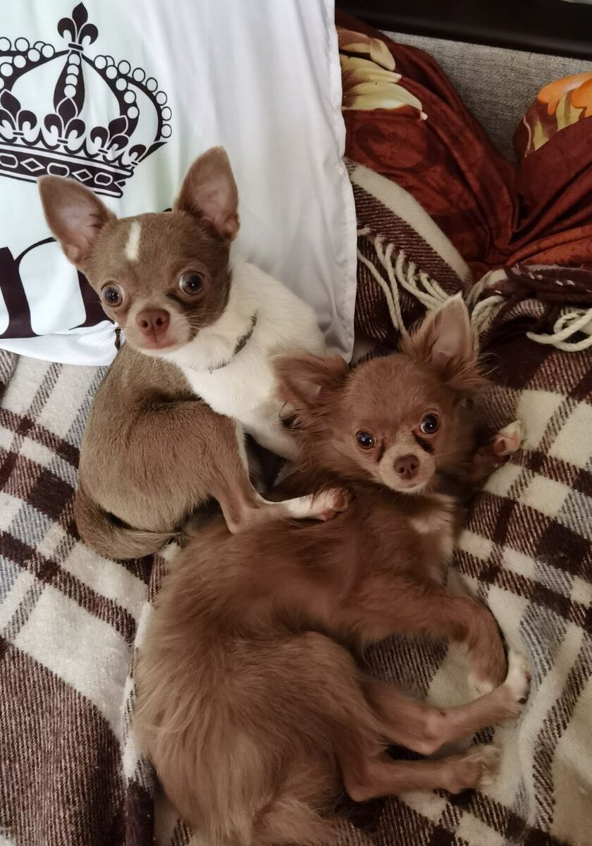 Рикки и Джей