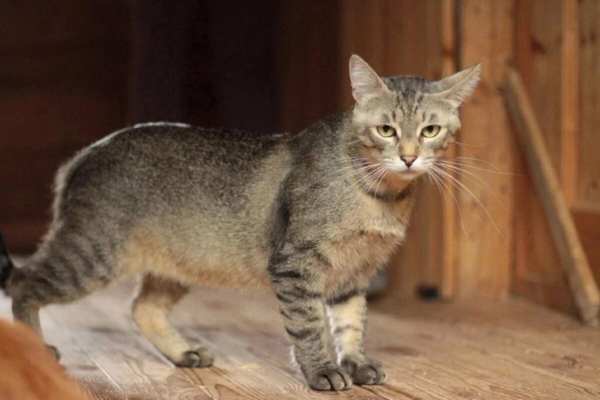 Котик АЛЬФОНСО ищет дом🏡 | Всемпокошке | Дзен