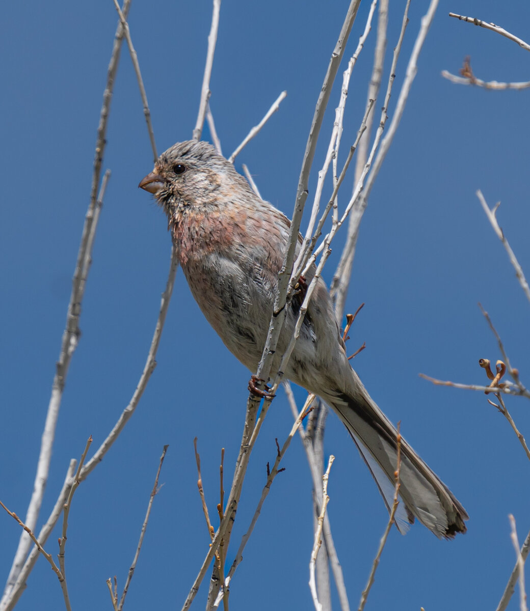Siberian bird. Даурская завирушка. Siberian bird. Siberian bird. Сибирская завирушка (prunella montanella).