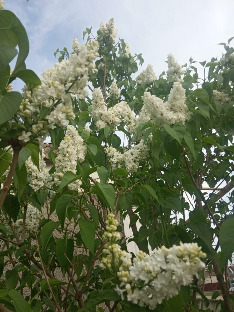 Белая сирень. Фото автора