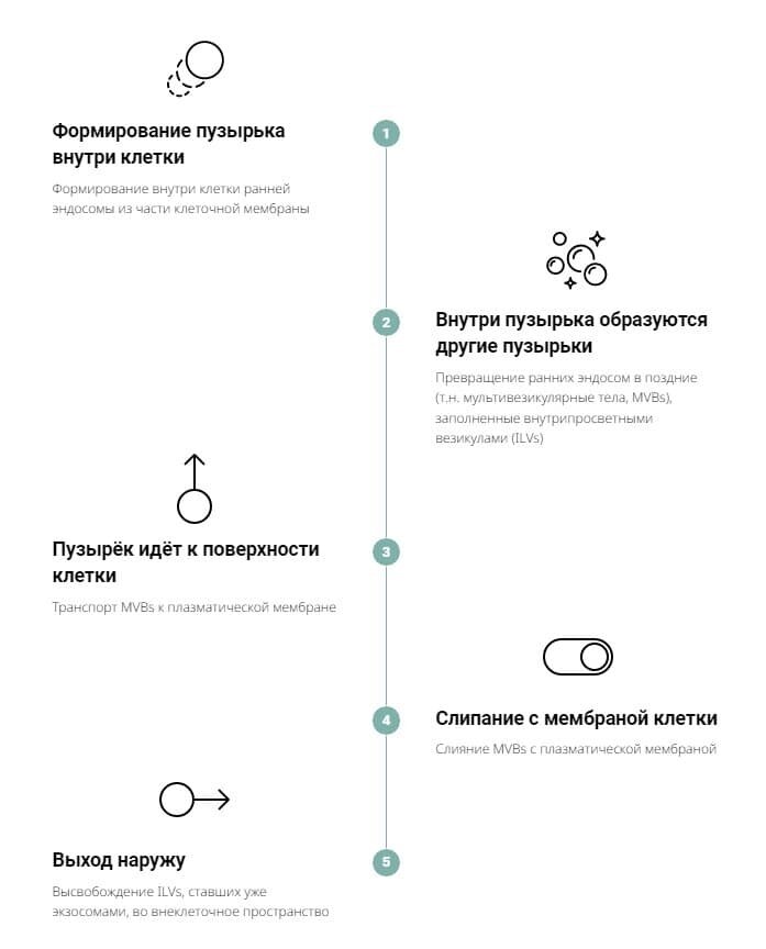 Экзосомы — наименьший подтип внеклеточных везикул (размером 30–150 нм), который сегодня наиболее хорошо изучен. На изображении показан механизм «работы» экзосом, то есть ВВ.