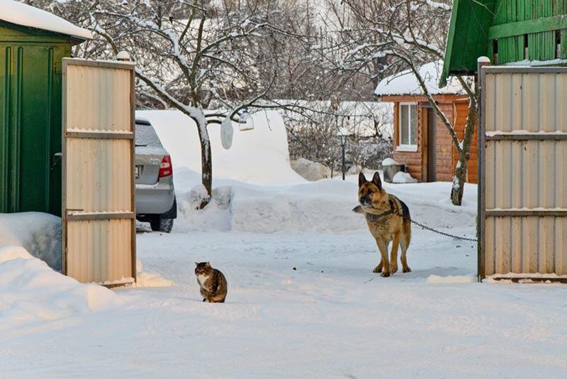 Собака охраняет дом картинка