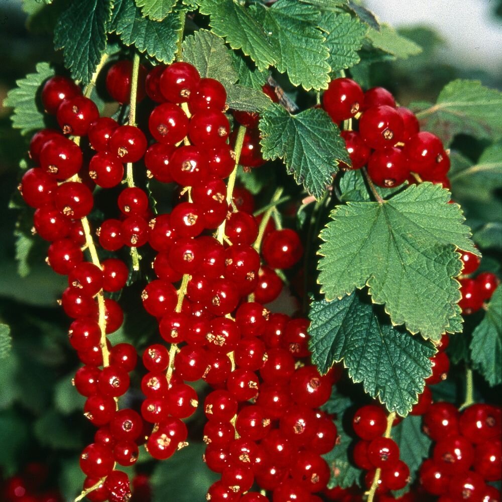 Йонгер Ван Тетс